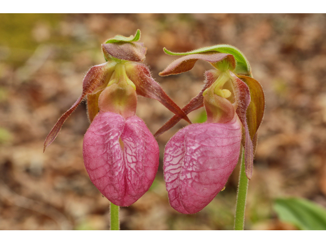 Cypripedium acaule (Moccasin flower) #60679