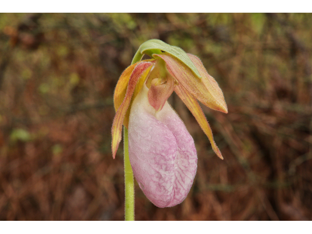 Cypripedium acaule (Moccasin flower) #60797