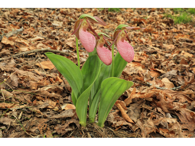 Cypripedium acaule (Moccasin flower) #60810