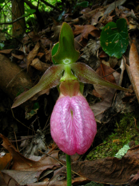 Cypripedium acaule (Moccasin flower) #61308