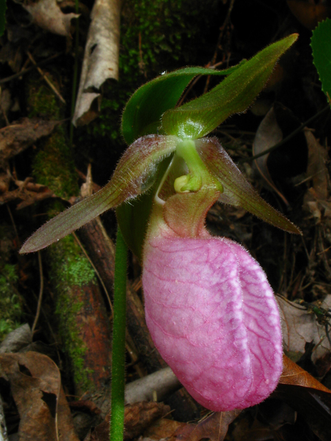 Cypripedium acaule (Moccasin flower) #61330