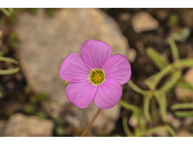 Oxalis drummondii (Drummond's wood-sorrel) #63961