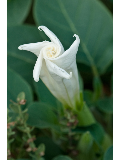 Datura wrightii (Jimsonweed) #38727