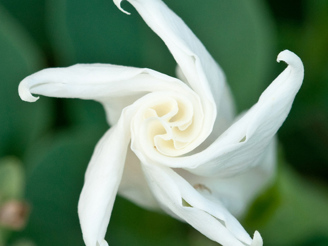 Datura wrightii (Jimsonweed) #38728