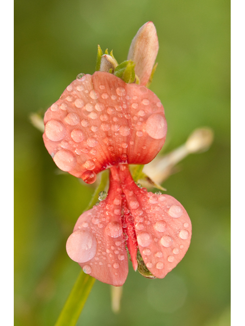 Indigofera miniata (Scarlet pea) #38734