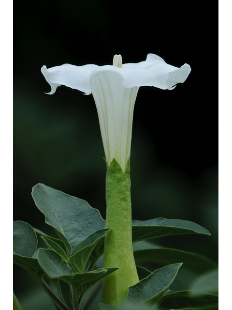 Datura wrightii (Jimsonweed) #38781