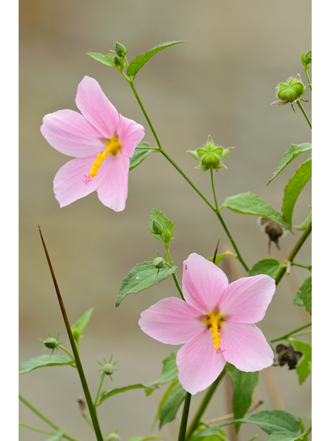 Kosteletzkya virginica (Virginia saltmarsh mallow) #38784