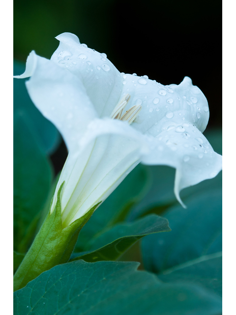 Datura wrightii (Jimsonweed) #38818