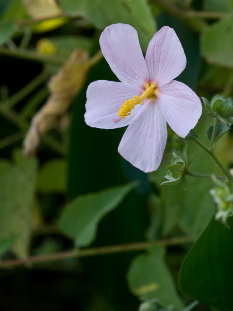 Kosteletzkya virginica (Virginia saltmarsh mallow) #26657