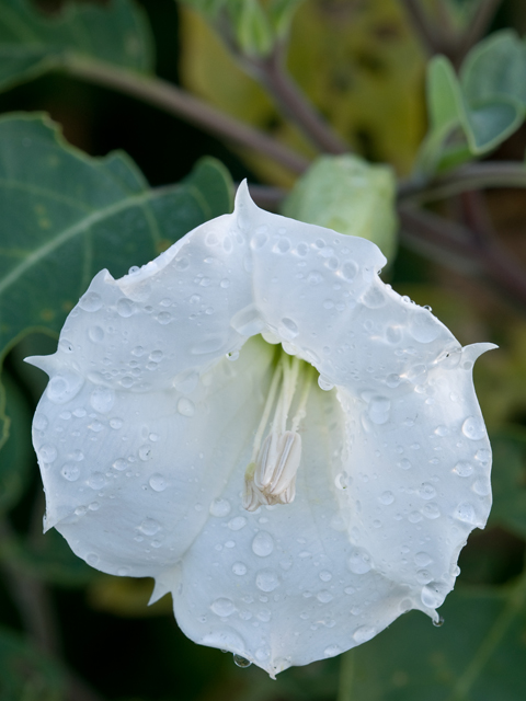 Datura wrightii (Jimsonweed) #26698