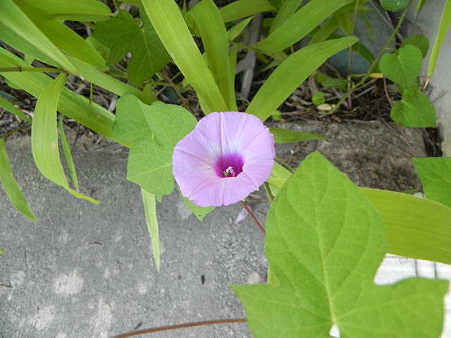 Ipomoea cordatotriloba var. cordatotriloba (Tievine) #65923