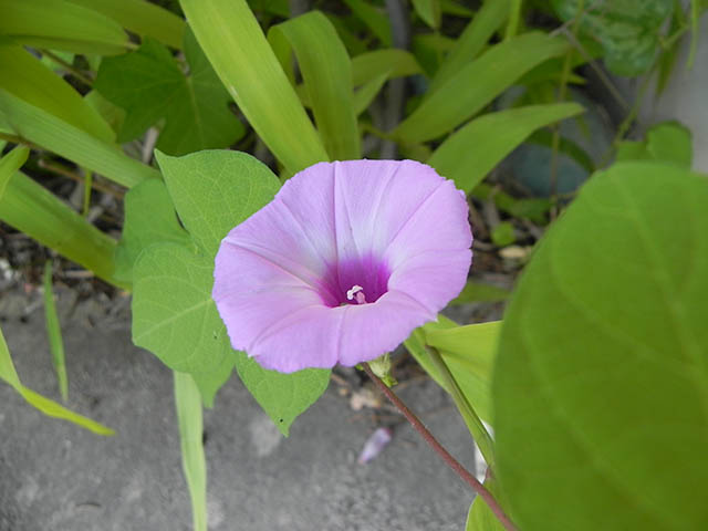 Ipomoea cordatotriloba var. cordatotriloba (Tievine) #65924