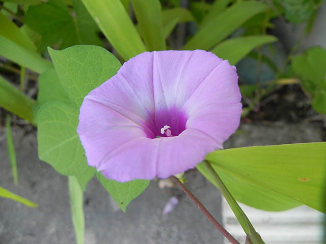 Ipomoea cordatotriloba var. cordatotriloba (Tievine) #65925