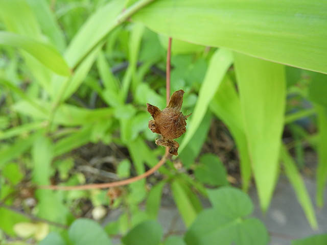 Ipomoea cordatotriloba var. cordatotriloba (Tievine) #65926