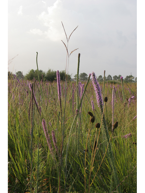 Andropogon gerardii (Big bluestem) #36280