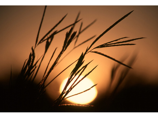 Andropogon gerardii (Big bluestem) #36481