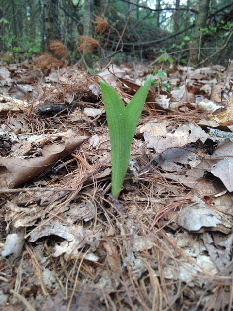 Cypripedium acaule (Moccasin flower) #45073