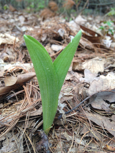 Cypripedium acaule (Moccasin flower) #45074