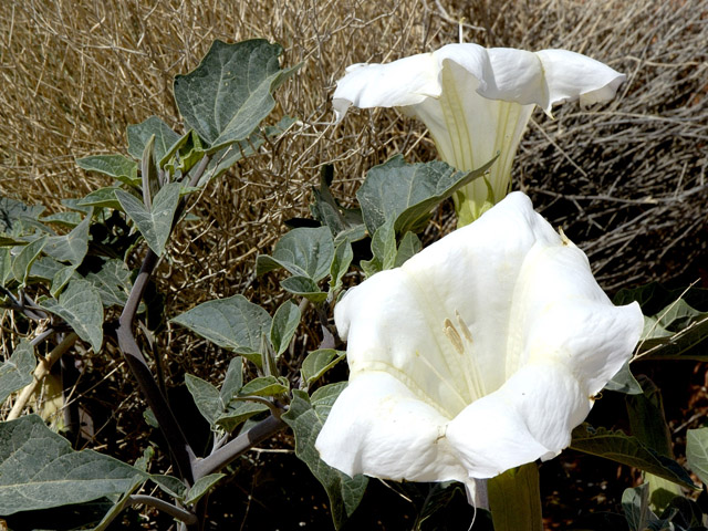 Datura wrightii (Jimsonweed) #26607