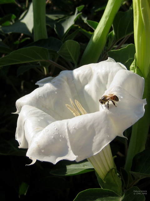 Datura wrightii (Jimsonweed) #28565