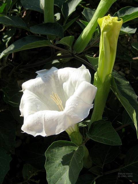 Datura wrightii (Jimsonweed) #28567