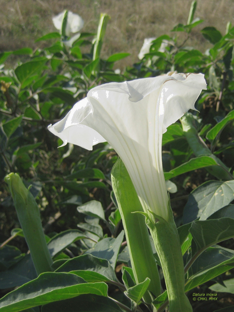 Datura wrightii (Jimsonweed) #28568