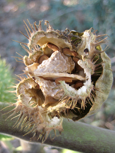 Datura wrightii (Jimsonweed) #28569