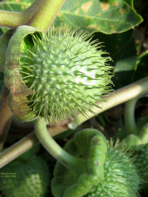 Datura wrightii (Jimsonweed) #28570