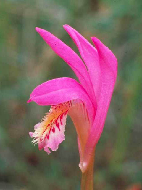 Arethusa bulbosa (Dragon's mouth) #15367