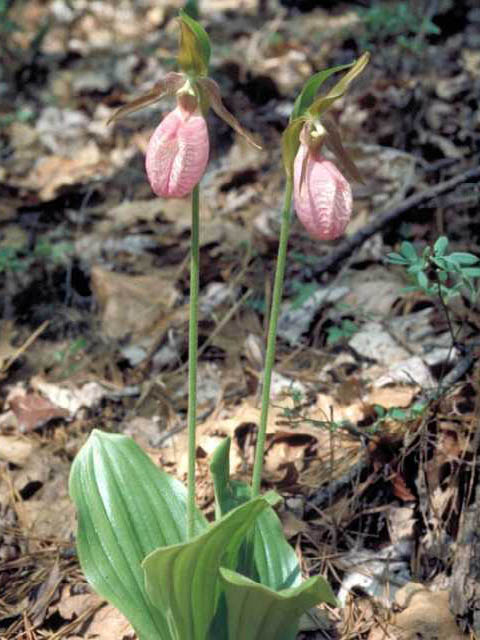 Cypripedium acaule (Moccasin flower) #15384