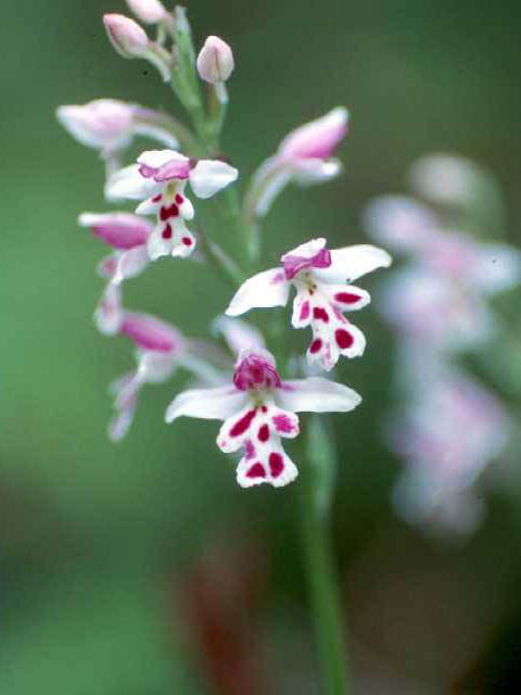 Amerorchis rotundifolia (Roundleaf orchid) #15464