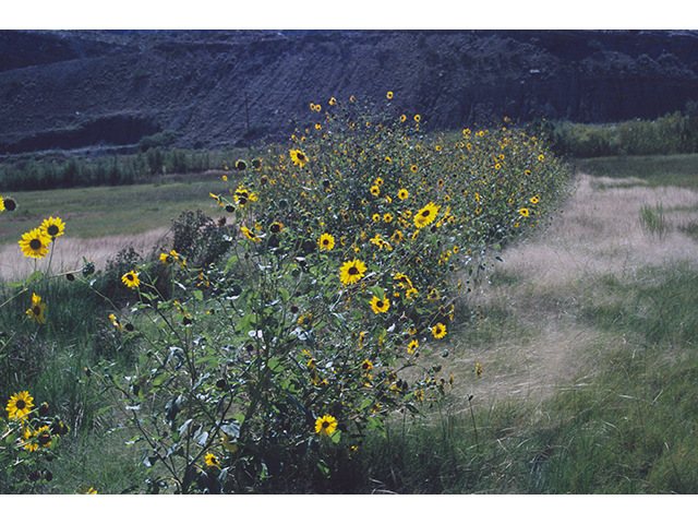 Helianthus annuus (Common sunflower) #68393