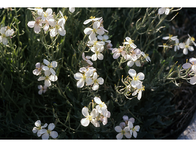 Nerisyrenia camporum (Bicolor fanmustard) #68471