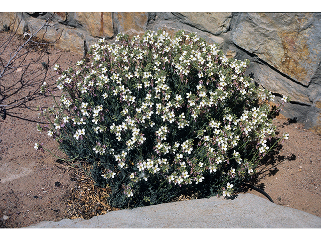 Nerisyrenia camporum (Bicolor fanmustard) #68472