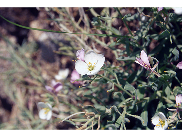 Nerisyrenia camporum (Bicolor fanmustard) #68473