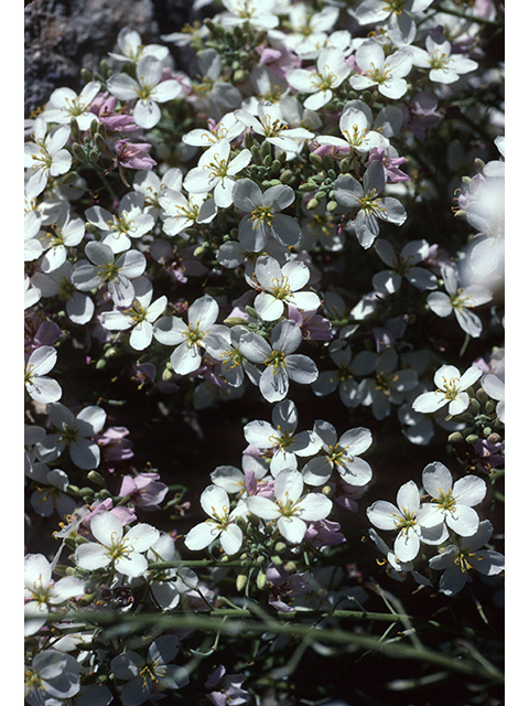 Nerisyrenia camporum (Bicolor fanmustard) #68475