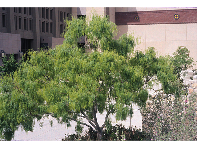 Prosopis glandulosa (Honey mesquite) #68646