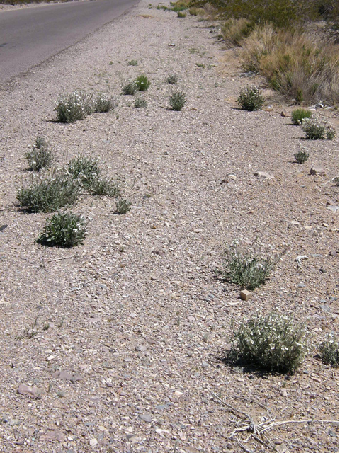 Nerisyrenia camporum (Bicolor fanmustard) #78302