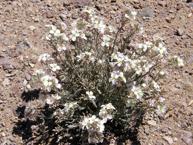 Nerisyrenia camporum (Bicolor fanmustard) #78303