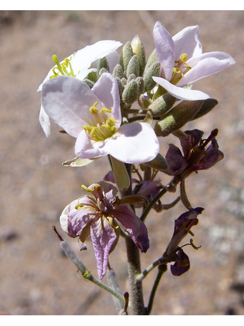 Nerisyrenia camporum (Bicolor fanmustard) #78304