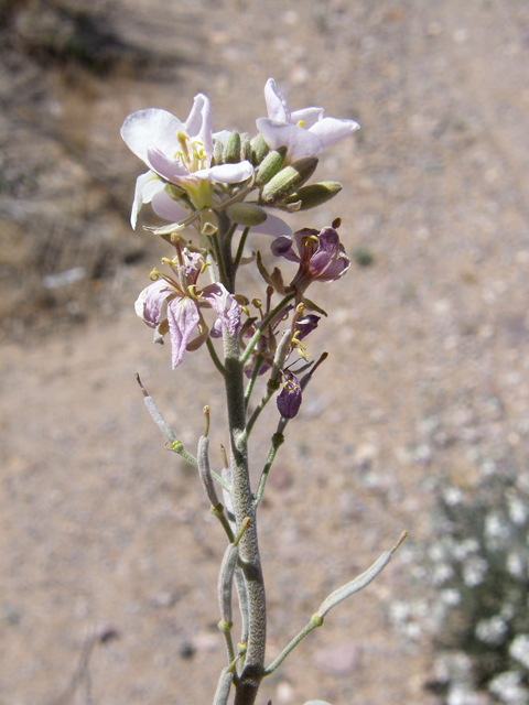 Nerisyrenia camporum (Bicolor fanmustard) #78305