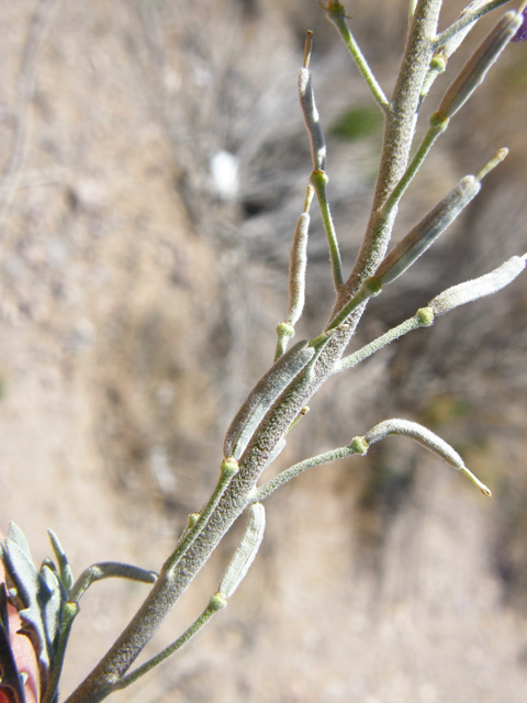 Nerisyrenia camporum (Bicolor fanmustard) #78306