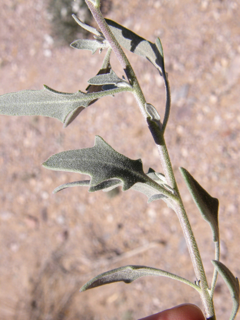 Nerisyrenia camporum (Bicolor fanmustard) #78307