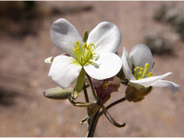 Nerisyrenia camporum (Bicolor fanmustard) #78308