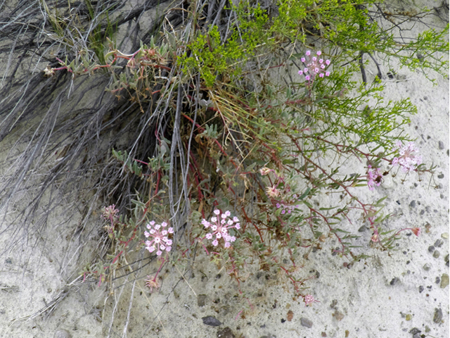 Abronia angustifolia (Purple sand verbena) #81656