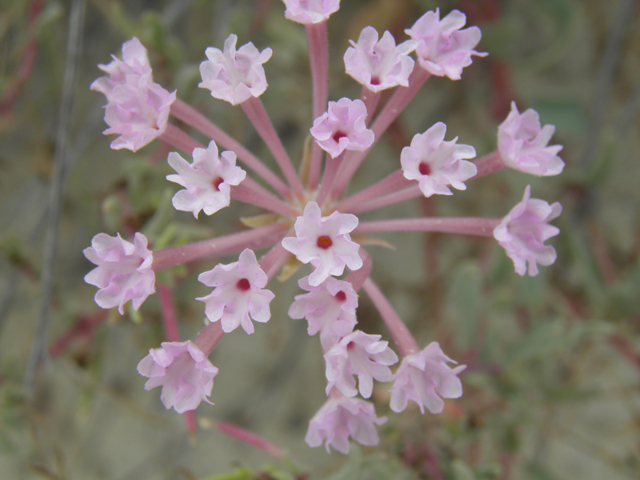 Abronia angustifolia (Purple sand verbena) #81657