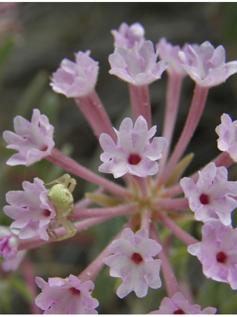 Abronia angustifolia (Purple sand verbena) #81658