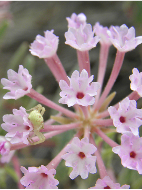 Abronia angustifolia (Purple sand verbena) #81659