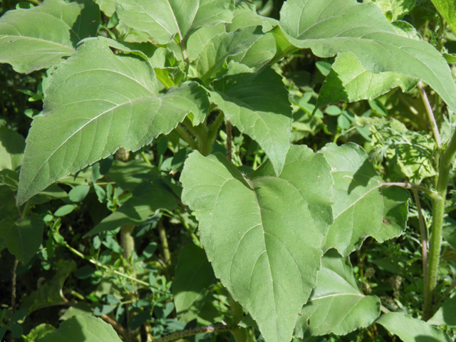 Helianthus annuus (Common sunflower) #82542