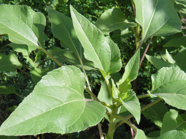 Helianthus annuus (Common sunflower) #82543